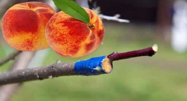 Co lze na broskev naroubovat a jak správně, načasování pučení